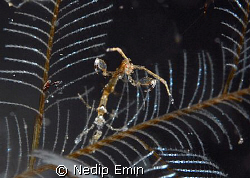 Do I look scary?? An Image of a posing skeleton shrimp in... by Nedip Emin 